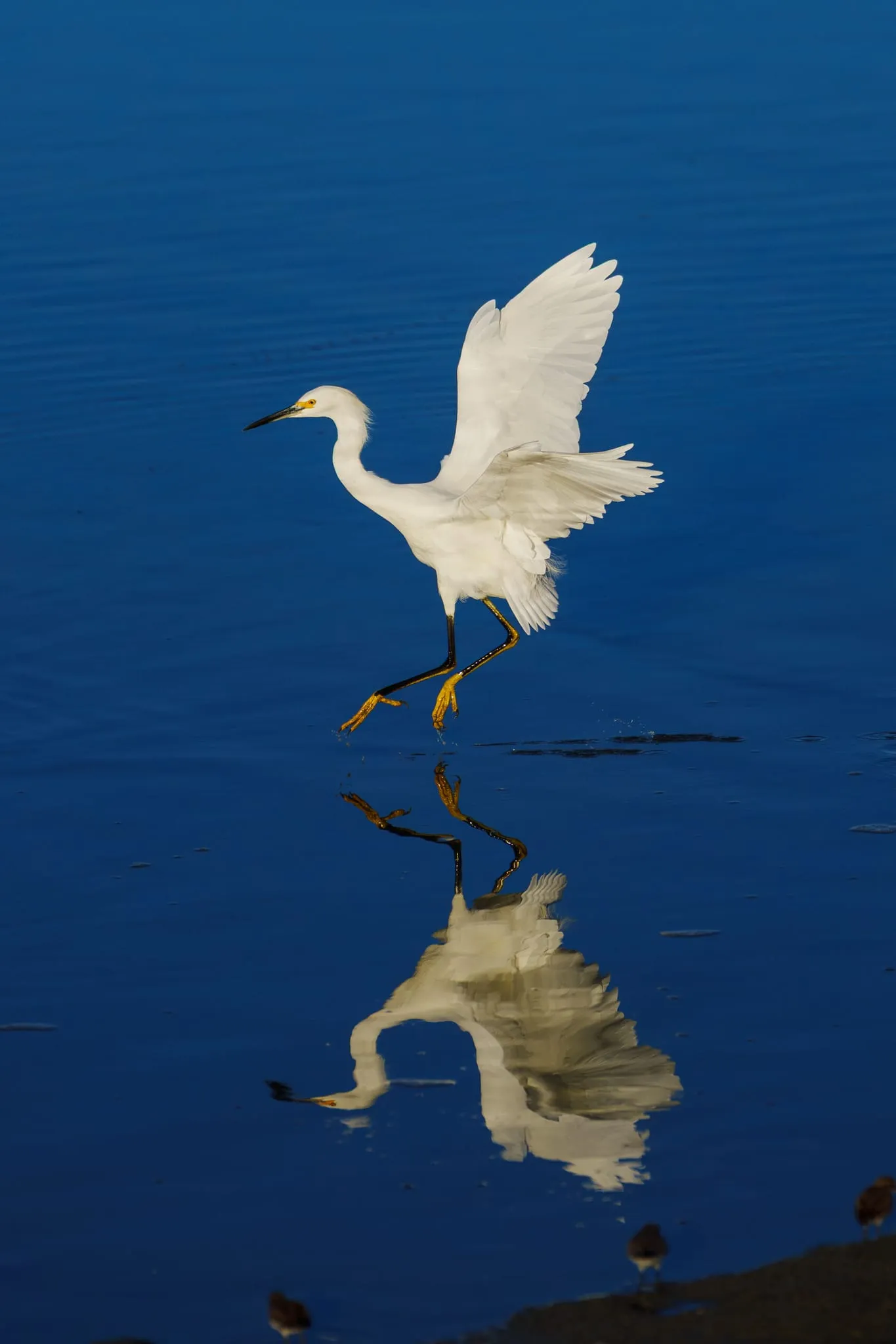 A snowy egret lands on still blue water with wings spread, mirrored in its own reflection in Bay Area wetlands