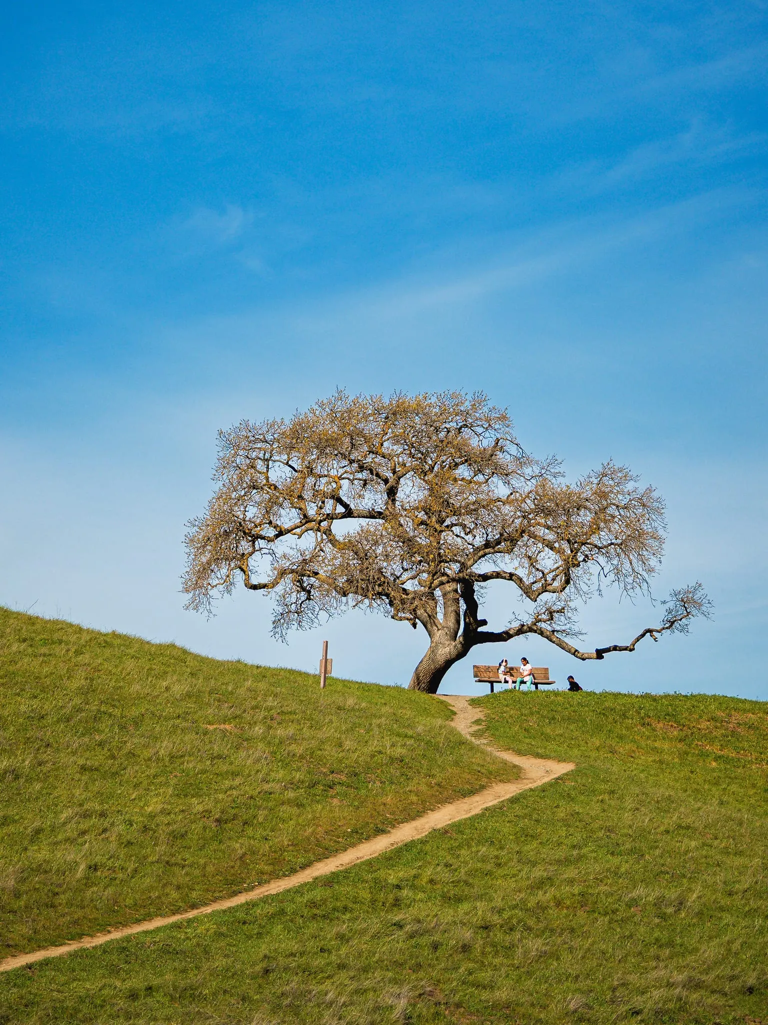 A couple rests on a bench under a lone oak on a green hilltop, a dirt trail winding up the East Bay hills